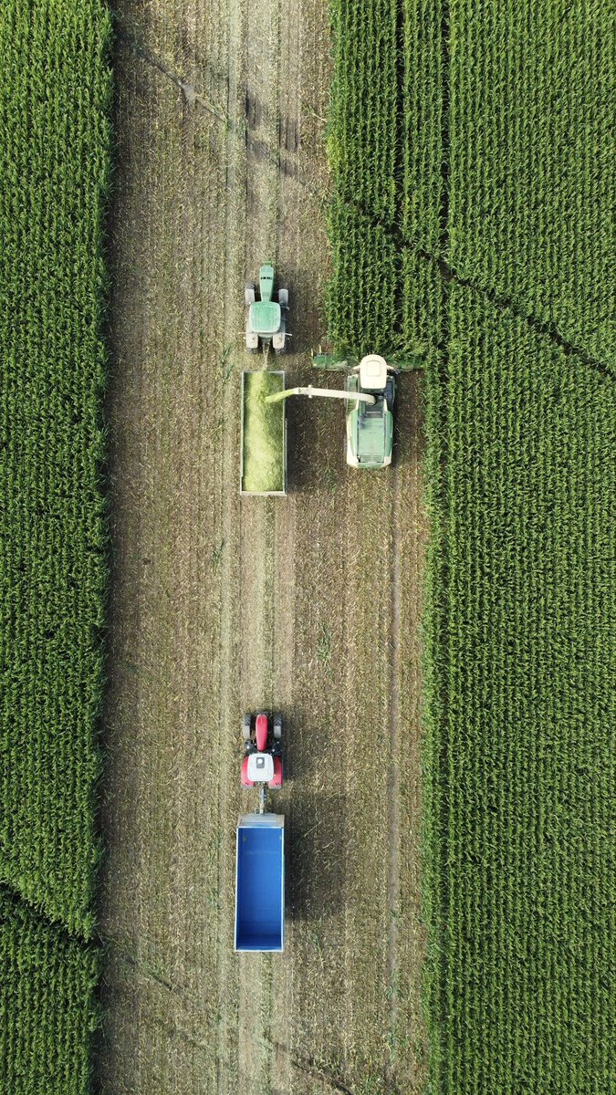 IKCaldwell's tweet photo. This paddock of @pioneerseedsau P0937 corn destined for grain in the Southern Riverina has been cut for silage with the slow summer, slow maturity and good silage prices! https://t.co/5YeJ7zqOcz