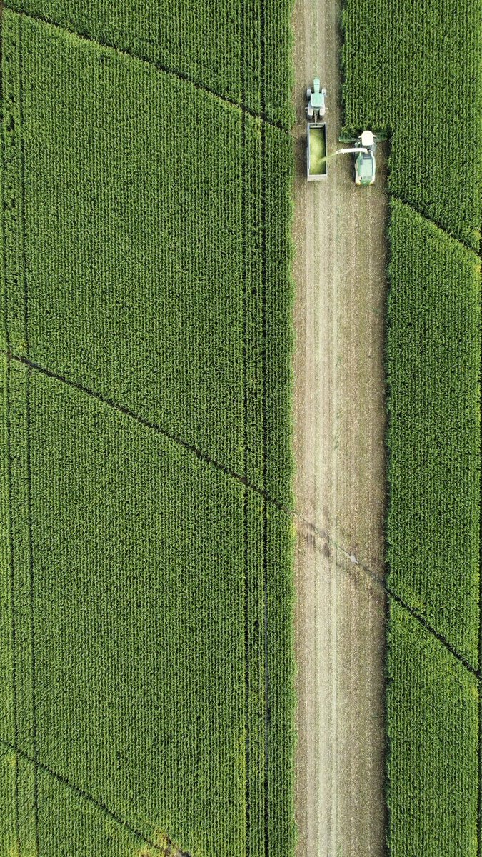 This paddock of <a href="/pioneerseedsau/">Pioneer Seeds - Australia</a> P0937 corn destined for grain in the Southern Riverina has been cut for silage with the slow summer, slow maturity and good silage prices!