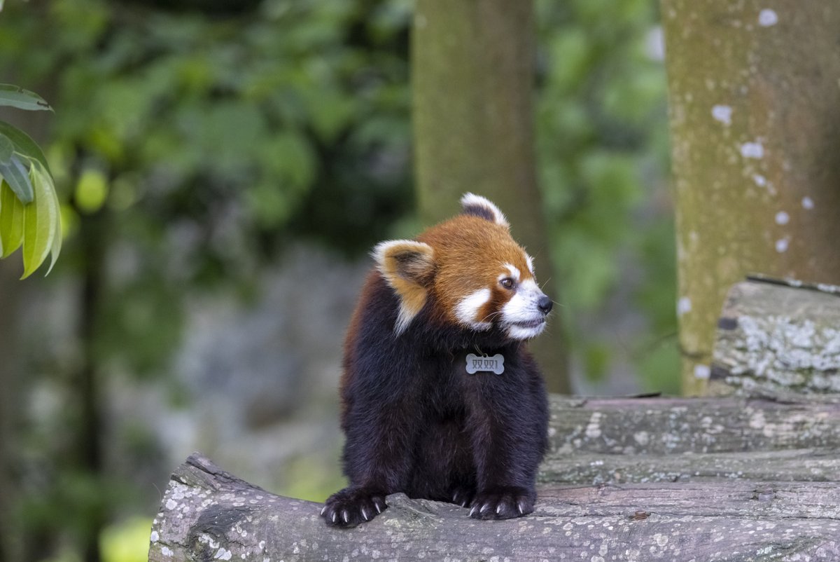 China Daily on Twitter: 