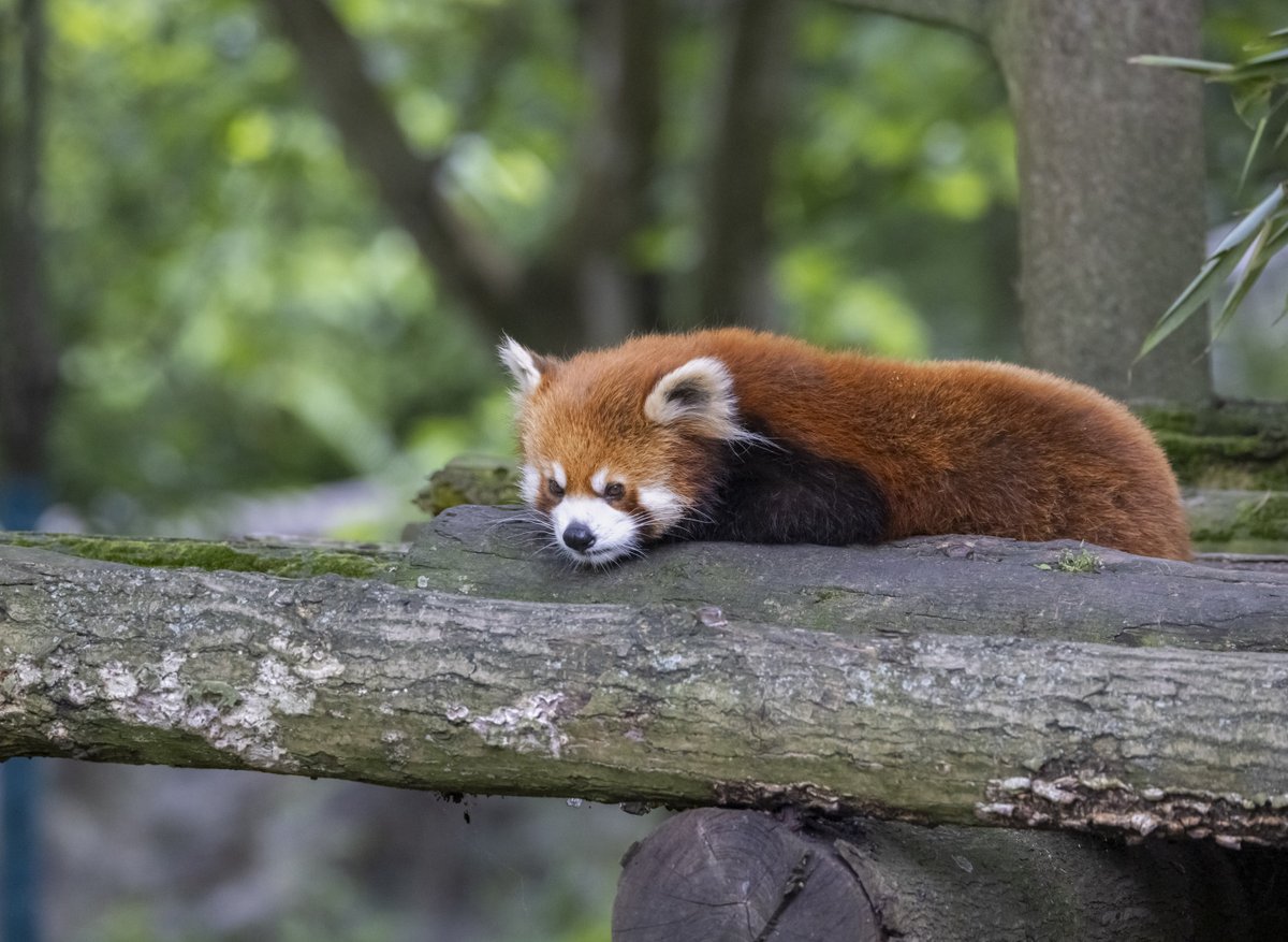 China Daily on Twitter: 