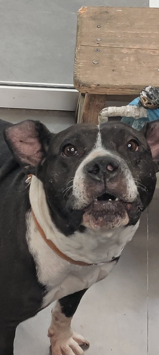 BereniceBau's tweet photo. Nena busca su casa permanente. La abandonaron en el Parque México, ahora está temporalmente en @PetNGo. Está esterilizada y vacunada. Talla mediana. #AdoptaNoCompres. 💓 https://t.co/tzZZYysrvg