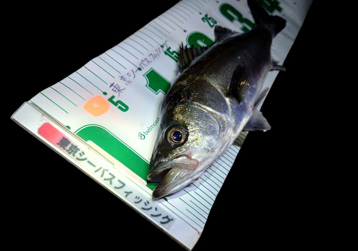 FishingCanal's tweet photo. クラゲだらけで、バチも抜けず、ハクも少なく、時合い無し
(ﾟωﾟ)
そんな中、小さくても掛かってくれた1本(*^o^*)👍️

#シーバス https://t.co/7dJj3Bdnnf