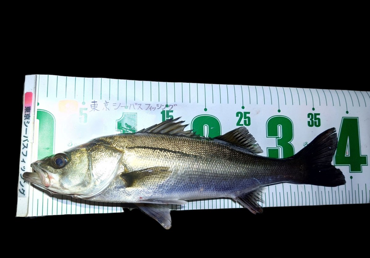 FishingCanal's tweet photo. クラゲだらけで、バチも抜けず、ハクも少なく、時合い無し
(ﾟωﾟ)
そんな中、小さくても掛かってくれた1本(*^o^*)👍️

#シーバス https://t.co/7dJj3Bdnnf