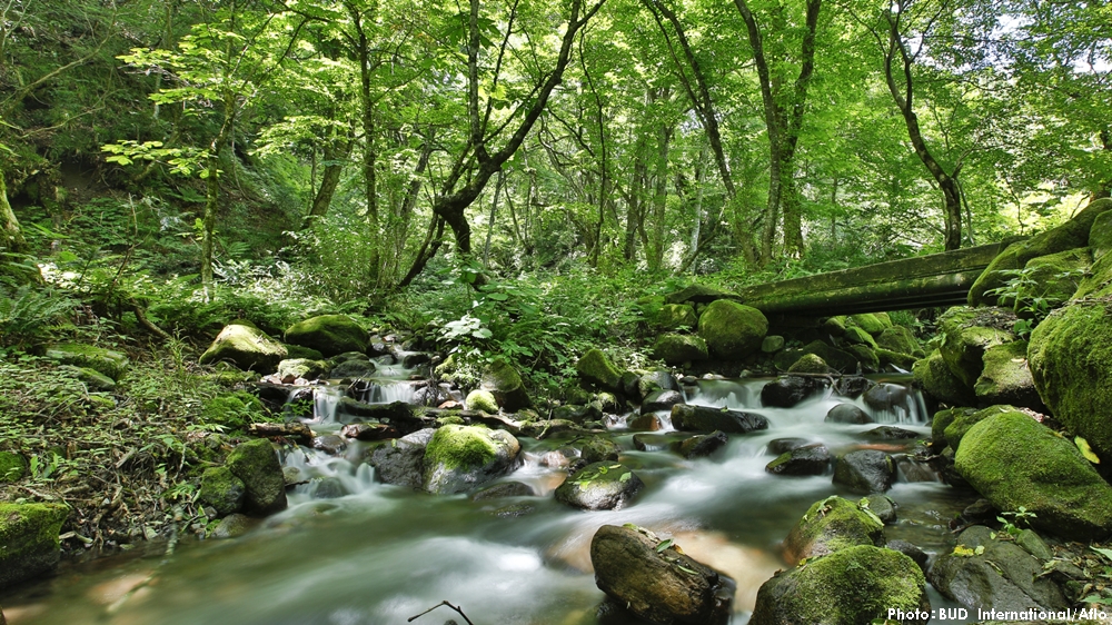 JapanGov's tweet photo. It’s #GreeneryDay in Japan. Daisen-Oki #NationalPark is a rich mosaic of peaks⛰️, coastlines, and islands spanning #Tottori, #Shimane, and #Okayama where a mix of flora and fauna have adapted to its forests 🌳, grasslands, &amp; unique shorelines and islands.
https://t.co/rukxJKon3B https://t.co/CECTeRfLfV