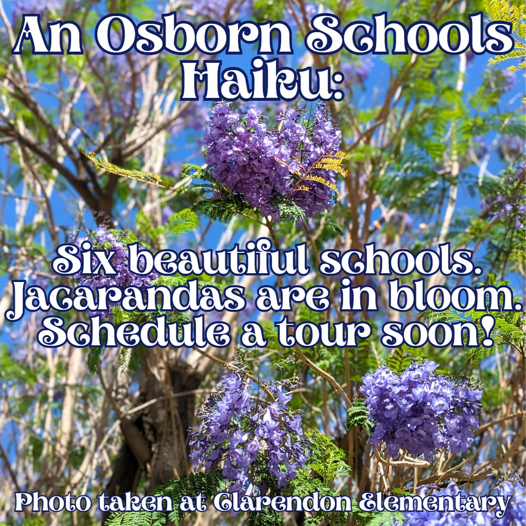 It's a #HurricaneOfJacarandas over at Clarendon Elementary, making it a perfect time to visit one of our beautiful Osborn Schools! Call 602-707-2000 or drop us a DM to schedule a tour today!

#encanto #jacaranda #naturalbeauty #inbloom #flowers #osbornschools