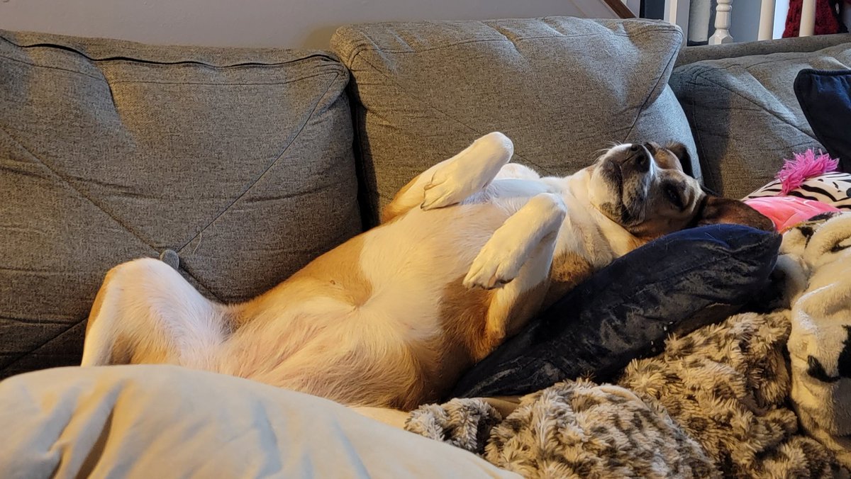 Hafatam1's tweet image. When you find the perfect comfy spot.....#notmoving #thiswholecouchismine #humanssitelsewhere @KrimsonRogue