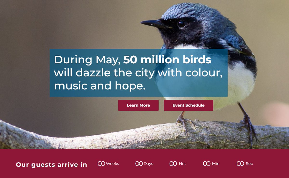 BirdsCanada_ON's tweet photo. Toronto Bird Celebration: attend virtual and in-person events celebrating birds across the GTA ! We have activities for kids and adults, enthusiasts and experts alike, happening throughout May. https://t.co/AOTvejQCX3 #TOBirdParty https://t.co/zKgJoO7XIQ