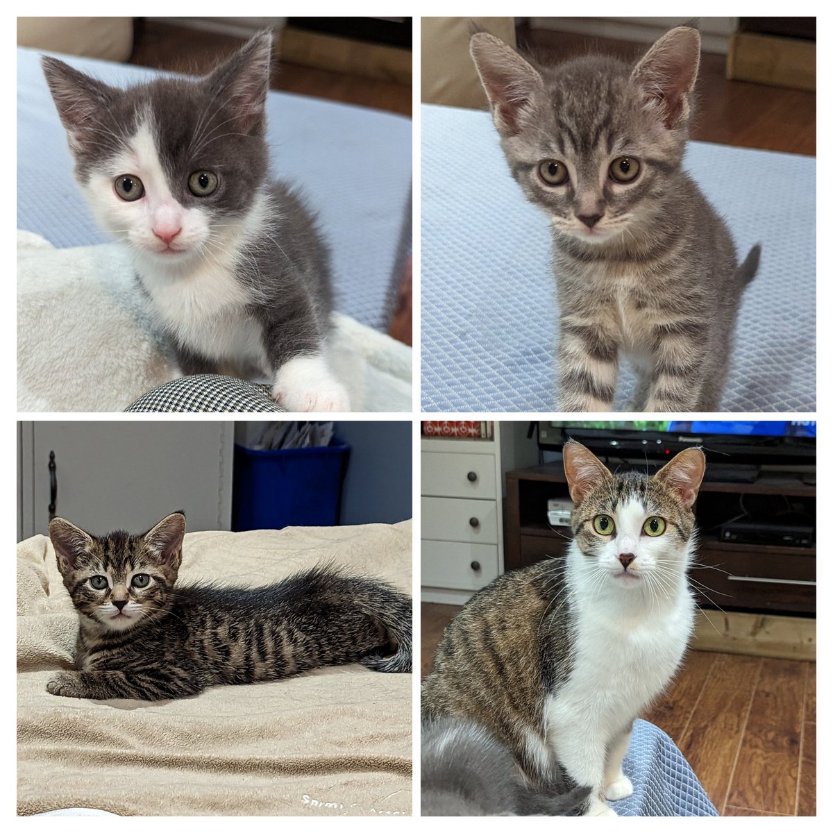 Cookie's babies are healthy & happy and 7 weeks old! They go to the vet next week for their shots. Newton, Shortbread, Cookie & Fudgee-o! 

#rescuekittens #spayandneuter #CatsofTwittter #FTLOF