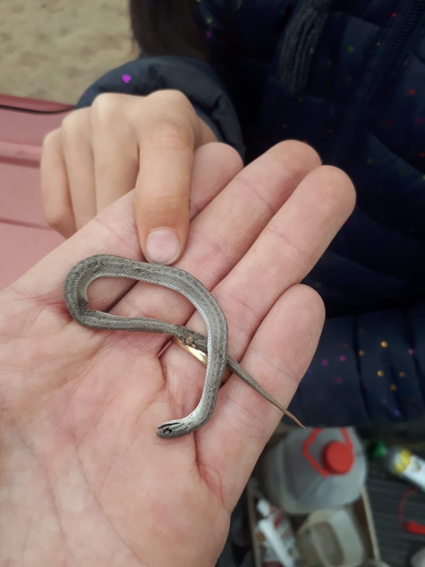 La #ReservaNacionalLaChimba nunca deja de sorprendernos, esta vez reportando las poblaciones más al norte que se conocen sobre la Culebra de cola corta 🐍

boletindeherpetologia.com/uploads/3/2/2/…