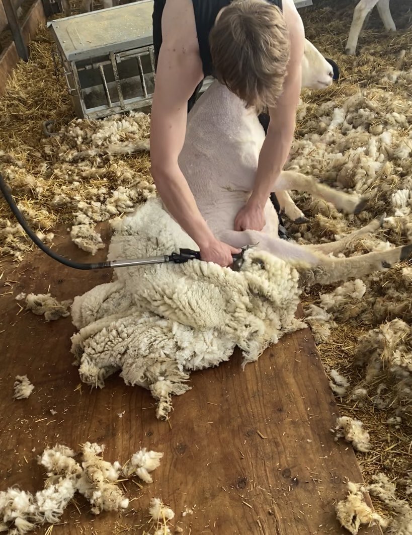 Off to university of Guelph in the fall, shearing sheep to save up for tuition. Let me know if you need any shorn. Located just south of London