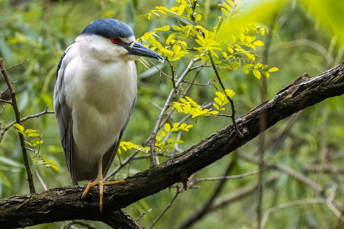 Native Blueberry (@nativeblueberry) on Twitter photo Ahhh, a brief break this afternoon from the hustle and bustle of Manhattan city life. Much needed. Black-crowned Night Heron at The Point in <a href="/CentralParkNYC/">Central Park</a> . #birdcpp Ahhh, a brief break this afternoon from the hustle and bustle of Manhattan city life. Much needed. Black-crowned Night Heron at The Point in <a href="/CentralParkNYC/">Central Park</a> . #birdcpp