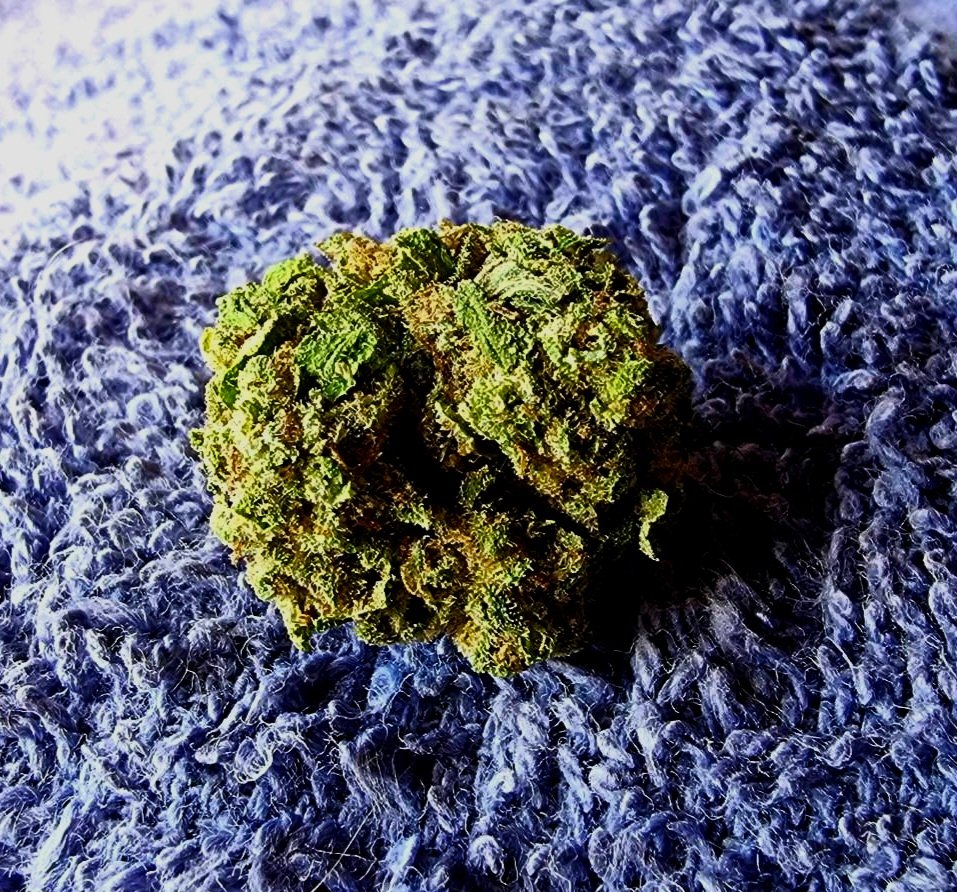 NewtsShoots's tweet photo. Some fresh lemon haze to start the day 

#WeedLovers 
#PhotographyIsArt https://t.co/w16CciEmbv