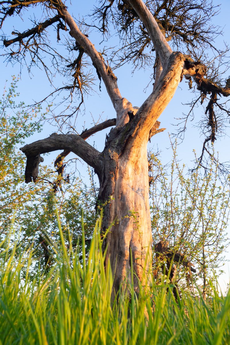 walkographer's tweet photo. Just a tree that caught my eye. https://t.co/QahYmMSdHS