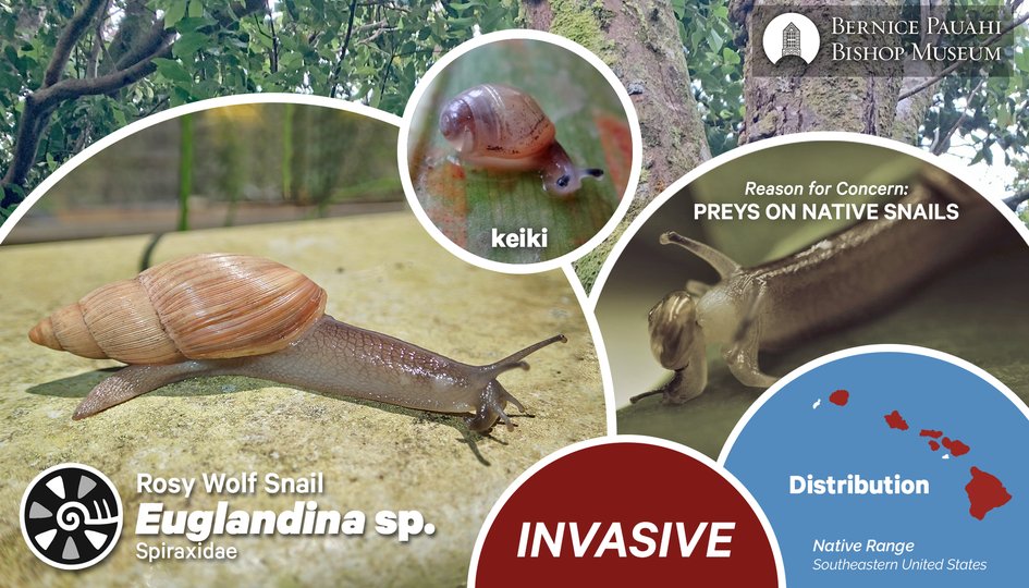 PacificSnail's tweet photo. Euglandina rosea, a carnivorous snail, was introduced from Florida as a biocontrol for the giant African snail, Lissachatina fulica. Not only did it fail to reduce L. fulica populations, it has been implicated as a major factor in the extinction of Hawaiʻi's native land snails. https://t.co/d0OBCz7AmW