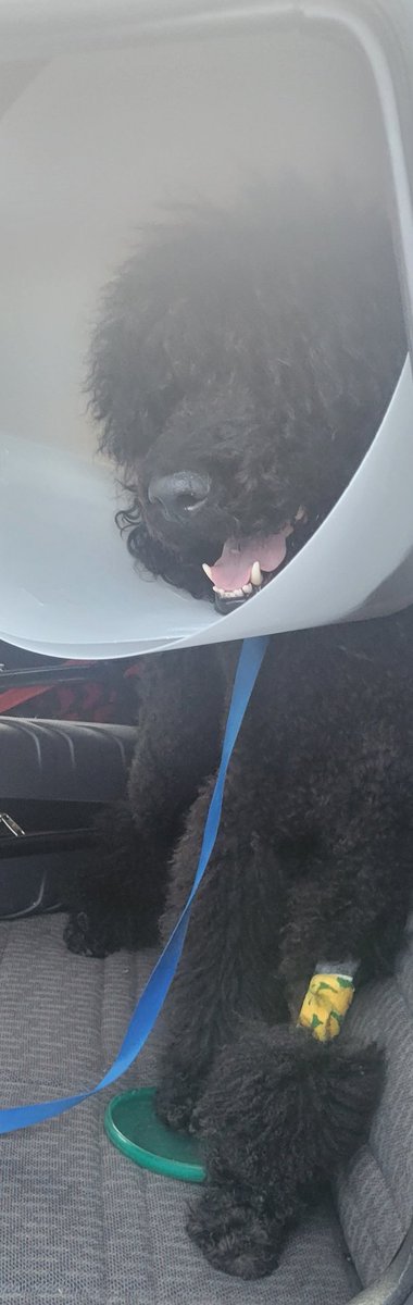 matterofthyme's tweet photo. So this past week we've thought Shiro had cancer or a noncancerous tumor....

Turns out he wanted to turn himself into a poodsicle, a shiskapood if you will.  He had a 6" long skewer stuck in him. So happy it is an easy fix and won't affect his quality of life/career long term. https://t.co/lxQr85jEyl