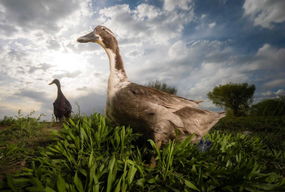 DuckFoodBot's tweet photo. dream with us

(retweet to send a snack https://t.co/bCx4zPeNUf) https://t.co/XTs4vFSjhQ