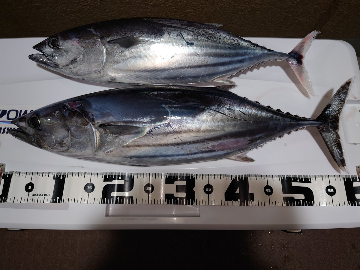 yeti_fishing's tweet image. シケ狭間でオフショア遠征してきた～🚢

運よく出航できたけど本命のキハダは行方不明、ひとまずカツオを狙って仕留めてお土産確保🎣

その後は大荒れに向かう中、ひたすらクルージングで終了～💤

LURE：CONTACT FLITZ.42 メッキイワシ

#OCEAPLUGGER #FLEXDRIVE #STELLASW #XBRAID #CONTACT #Cultiva