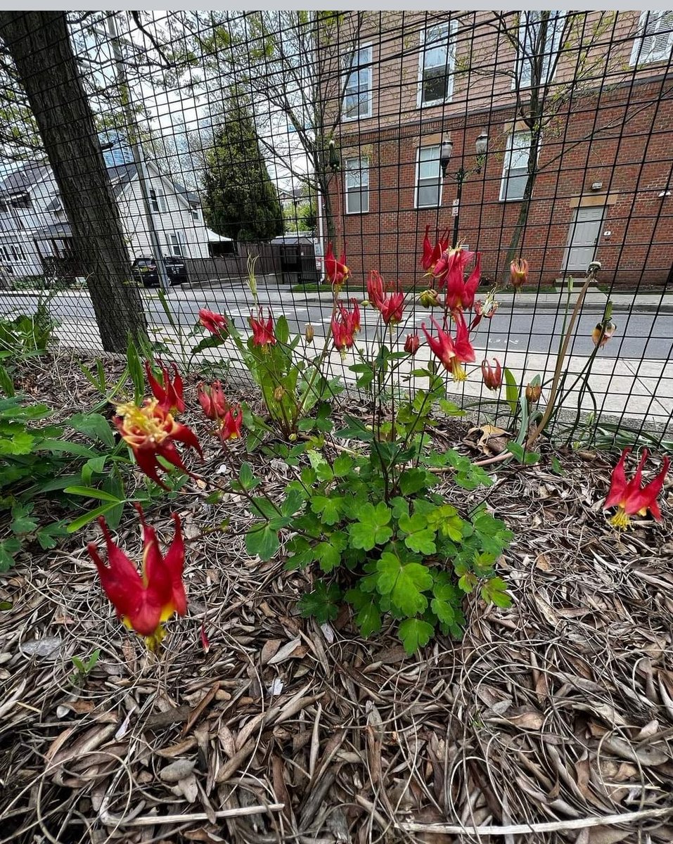 PtoHart's tweet photo. Spring cleanup in the Hart Magnet Elementary School Garden! 
Come check out our native plants! 🐝 🌸 🌱 
#steam #science #nativepollinatorgarden #beesofinstagram https://t.co/bquqc27HJY