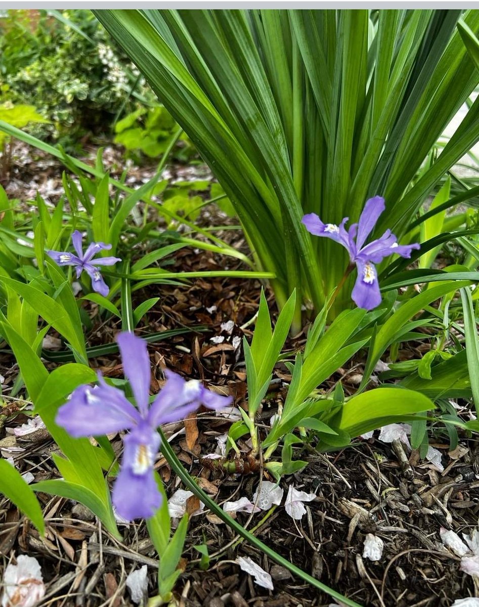 PtoHart's tweet photo. Spring cleanup in the Hart Magnet Elementary School Garden! 
Come check out our native plants! 🐝 🌸 🌱 
#steam #science #nativepollinatorgarden #beesofinstagram https://t.co/bquqc27HJY