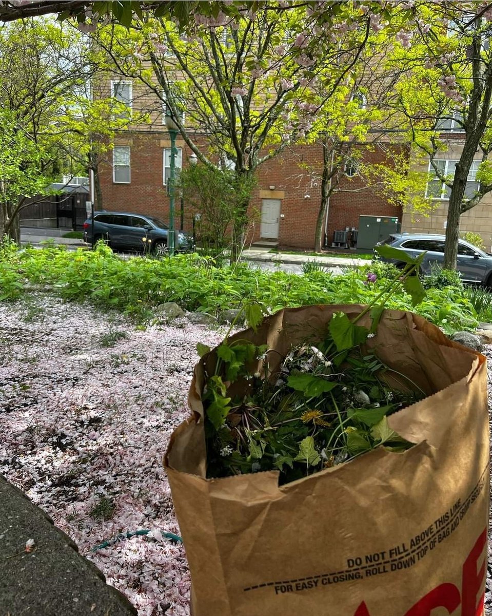 PtoHart's tweet photo. Spring cleanup in the Hart Magnet Elementary School Garden! 
Come check out our native plants! 🐝 🌸 🌱 
#steam #science #nativepollinatorgarden #beesofinstagram https://t.co/bquqc27HJY