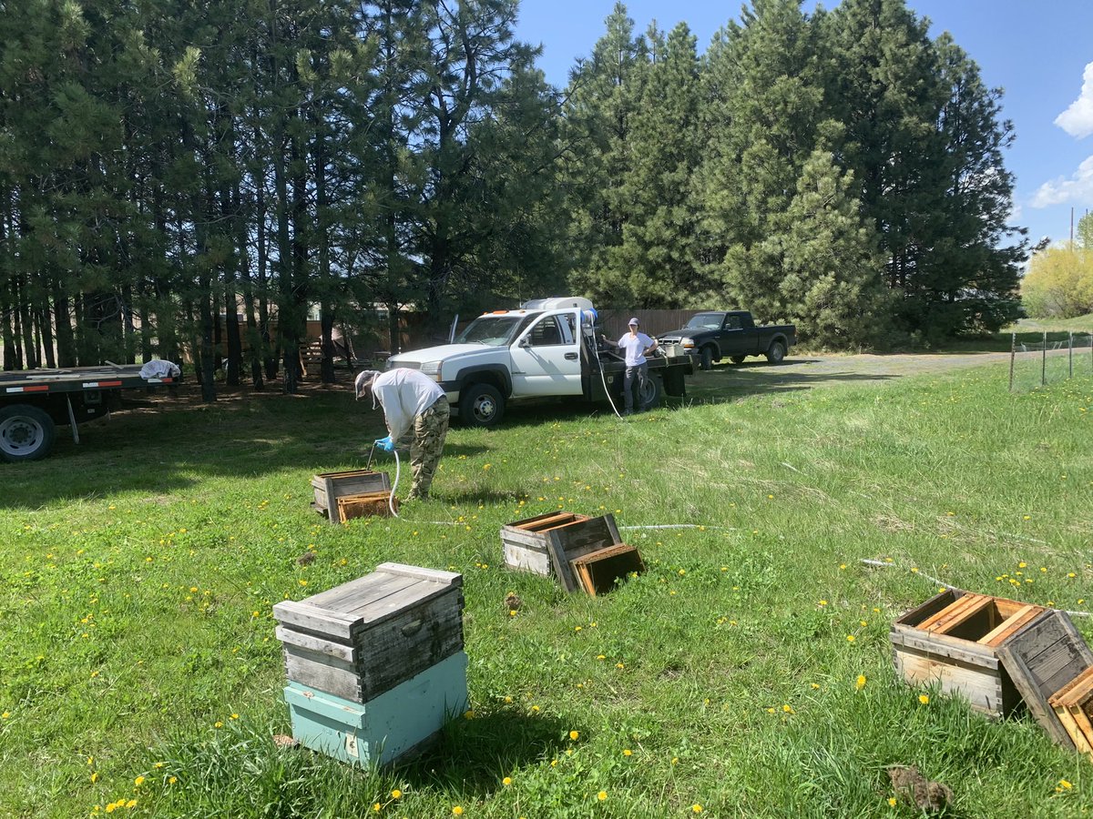 WSU Bee Research tweet media
