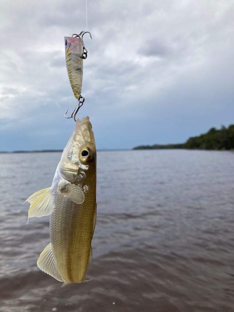 palms_global's tweet photo. Light Game Fishing with Tun Pop in Sydney, Australia 🇦🇺
Lure: Turn Pop
#palms #palmsfishing #bream #breamfishing #breamfishingaustralia #whiting #whitingfishing #bitarts #lightgame #lightgamefishing #surfacelures #surfacelure #topwater #topwaterfishing #topwaterlures #popper #popperfishing #popperlure #sydneyfishing #fishingsydney #nswfishing #fishingnsw #fishingaustralia #australiafishing #aussiefishing #fishingaus #ausfishing @ejtodd @ej_todd @palms_japan @palms_global