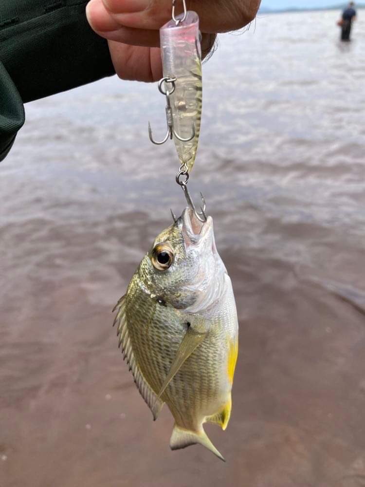 palms_global's tweet photo. Light Game Fishing with Tun Pop in Sydney, Australia 🇦🇺
Lure: Turn Pop
#palms #palmsfishing #bream #breamfishing #breamfishingaustralia #whiting #whitingfishing #bitarts #lightgame #lightgamefishing #surfacelures #surfacelure #topwater #topwaterfishing #topwaterlures #popper #popperfishing #popperlure #sydneyfishing #fishingsydney #nswfishing #fishingnsw #fishingaustralia #australiafishing #aussiefishing #fishingaus #ausfishing @ejtodd @ej_todd @palms_japan @palms_global
