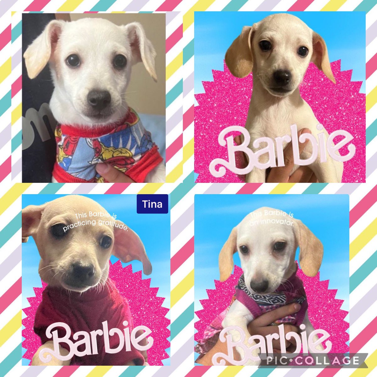 D I A N A 🐕 🐾 ❤️ (@diana_dfc) on Twitter photo Amigos casi no hemos tenido adopciones 😩🙁, tenemos varios peque esperando familia, todos conviven con más 🐶🐶, protocolo completo, incluso ya tenemos 2 de más de 1 año en pensión 😭😭 alguien que se anime?? <a href="/perrososmx/">🅿🅴🆁🆁🅾🆂🅾🆂🅼🆇</a> <a href="/_PatriciaAnaya/">Amo a los Perros</a> <a href="/MascotasSismo/">Mascotas Sismo</a> <a href="/margara_cruz/">mar_cruz</a> <a href="/acano52/">Arturo</a> Amigos casi no hemos tenido adopciones 😩🙁, tenemos varios peque esperando familia, todos conviven con más 🐶🐶, protocolo completo, incluso ya tenemos 2 de más de 1 año en pensión 😭😭 alguien que se anime?? <a href="/perrososmx/">🅿🅴🆁🆁🅾🆂🅾🆂🅼🆇</a> <a href="/_PatriciaAnaya/">Amo a los Perros</a> <a href="/MascotasSismo/">Mascotas Sismo</a> <a href="/margara_cruz/">mar_cruz</a> <a href="/acano52/">Arturo</a>