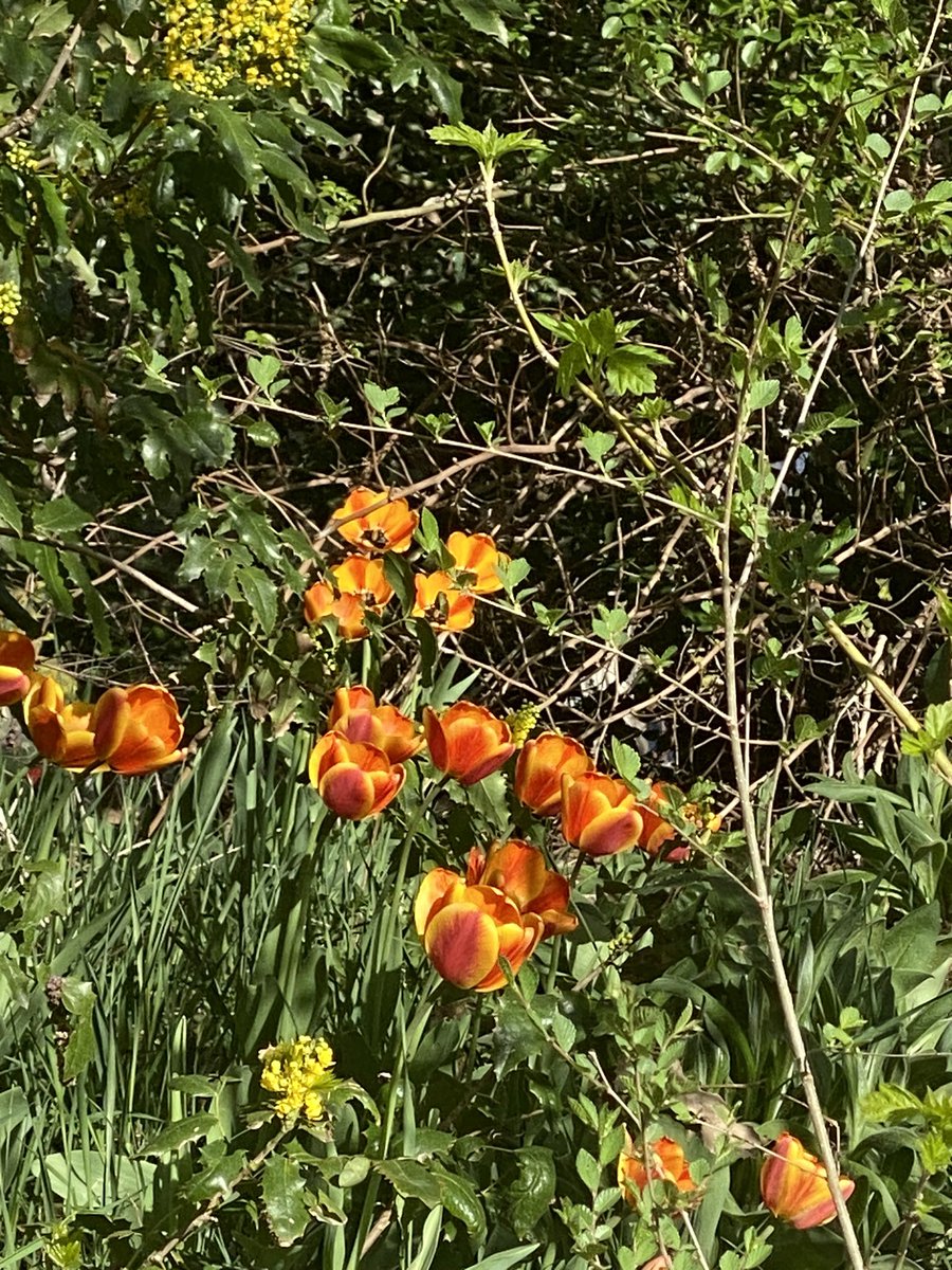 Layton Park #laytonpark #mayflowers