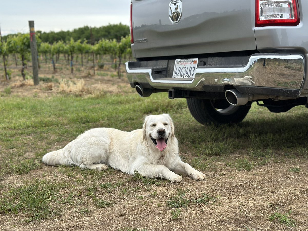 He loves to be in the vineyard