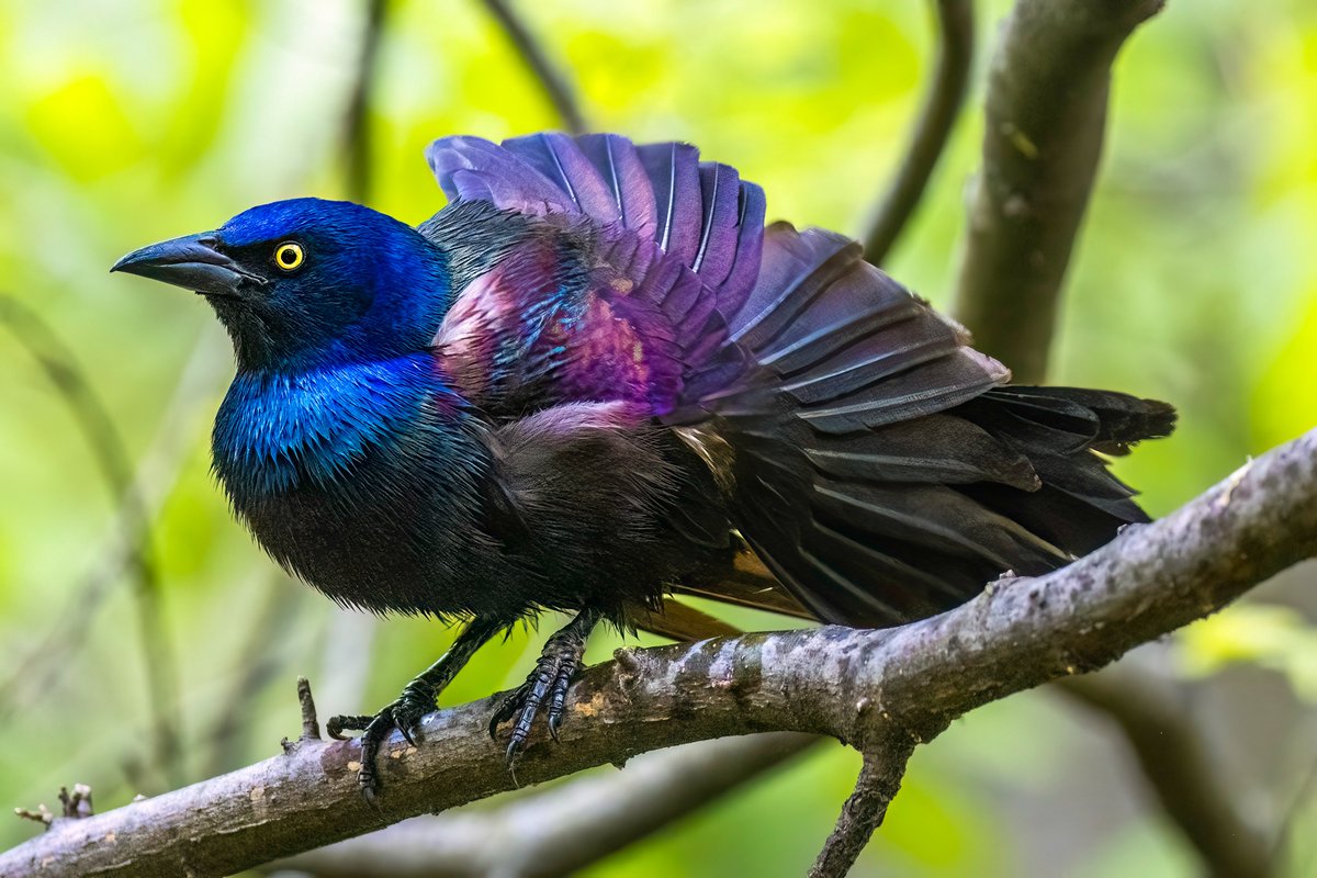 Native Blueberry (@nativeblueberry) on Twitter photo This absolutely mystical, magical and majestic Grackle was drying off after a dip in the water this afternoon in <a href="/CentralParkNYC/">Central Park</a>. #birdcpp This absolutely mystical, magical and majestic Grackle was drying off after a dip in the water this afternoon in <a href="/CentralParkNYC/">Central Park</a>. #birdcpp