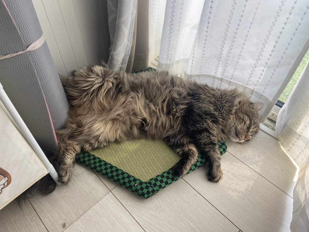 shishitoras's tweet photo. 猫をダメにする畳😏
#ししまる #しとら #猫のいる暮らし #猫好きさんと繋がりたい https://t.co/ZQ9Eju2jdz