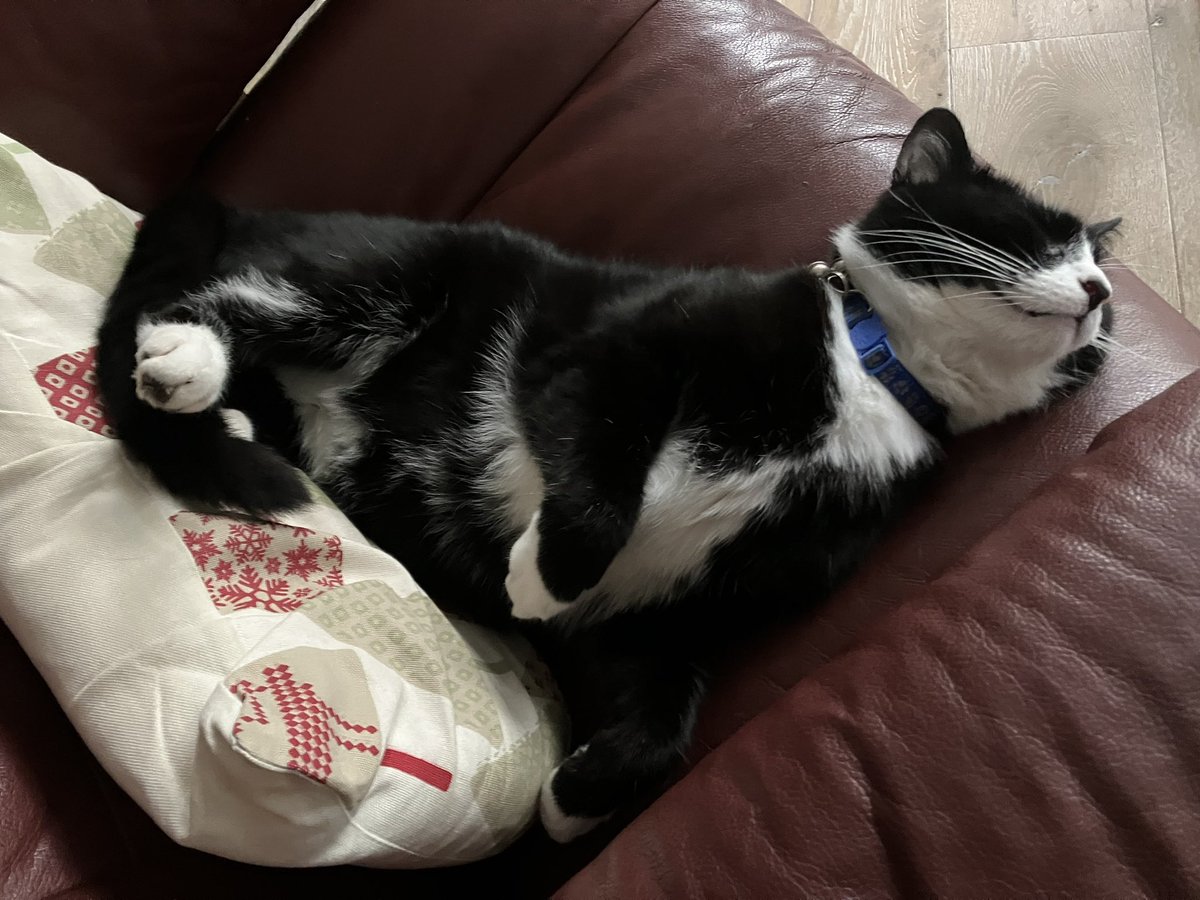 MegLuesley's tweet photo. @Dominic__Noble Here’s KP being super content in my dad’s chair https://t.co/CFqzdCN4gn