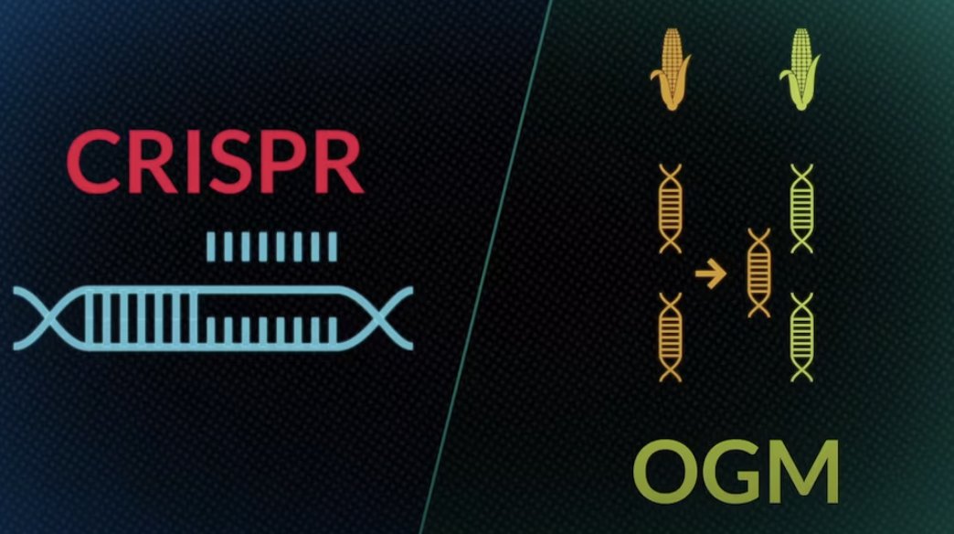 Contrairement aux OGM traditionnels, l'édition génomique n'ajoute pas de gène étranger, mais modifie l'ADN existant grâce au ciseau CRISPR, par exemple :
- une pomme qui ne brunit pas
- un blé riche en fibres
- une vache sans cornes
- une poule résistante à la grippe aviaire