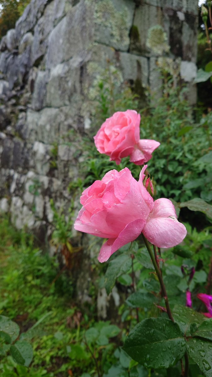 taku_ja6rpj's tweet image. #Xperia5ii