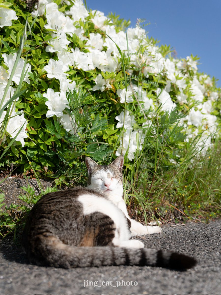jing_cat (@jingcat3) on Twitter photo ツツジと猫ちゃん
#猫 #Cat #猫好きさんと繋がりたい ツツジと猫ちゃん
#猫 #Cat #猫好きさんと繋がりたい