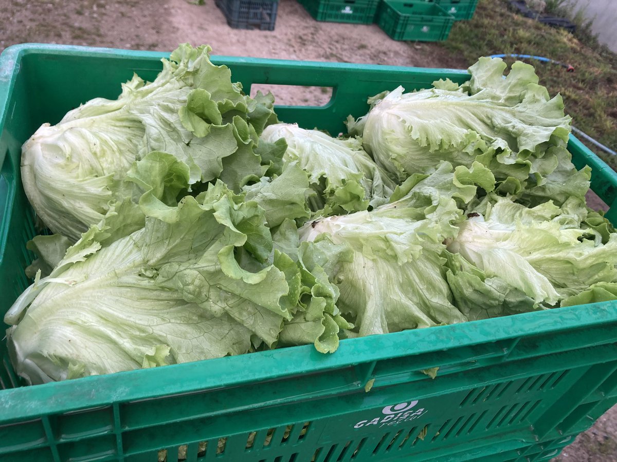 afincadareinica's tweet photo. Comenzamos a recoger estas lechugas a las siete de la mañana , a las 12 las entregamos en @gadis , y a la mañana siguiente las encuentras fresquísimas en cualquier Gadis de Galicia. De nuestros campos a tu casa en 24 horas. Esa es la ventaja de trabajar con agricultores locales. https://t.co/72ejnhBnII