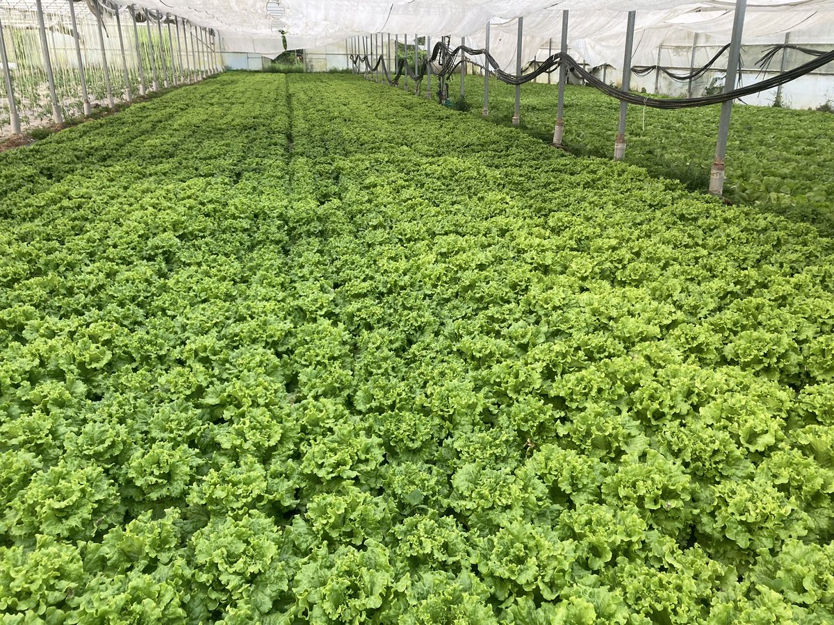 afincadareinica's tweet photo. Comenzamos a recoger estas lechugas a las siete de la mañana , a las 12 las entregamos en @gadis , y a la mañana siguiente las encuentras fresquísimas en cualquier Gadis de Galicia. De nuestros campos a tu casa en 24 horas. Esa es la ventaja de trabajar con agricultores locales. https://t.co/72ejnhBnII