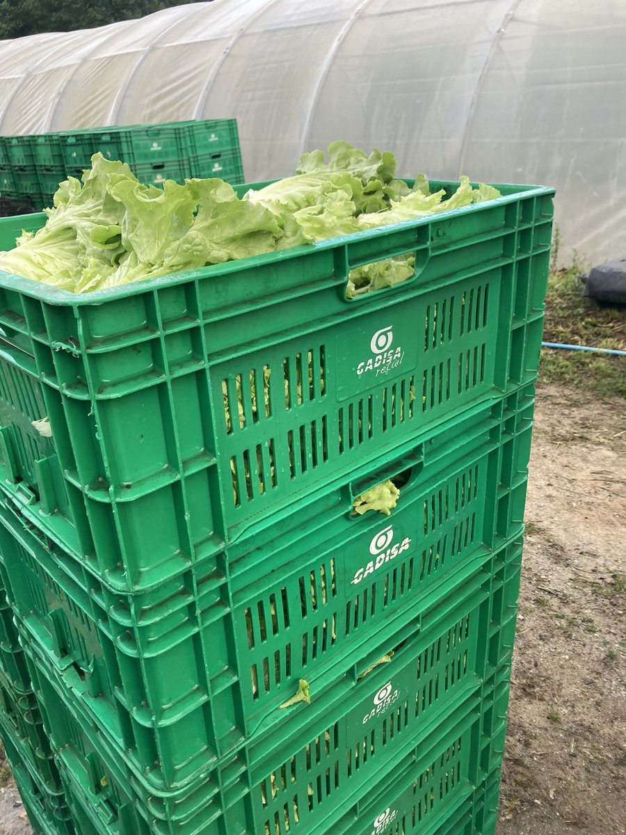afincadareinica's tweet photo. Comenzamos a recoger estas lechugas a las siete de la mañana , a las 12 las entregamos en @gadis , y a la mañana siguiente las encuentras fresquísimas en cualquier Gadis de Galicia. De nuestros campos a tu casa en 24 horas. Esa es la ventaja de trabajar con agricultores locales. https://t.co/72ejnhBnII