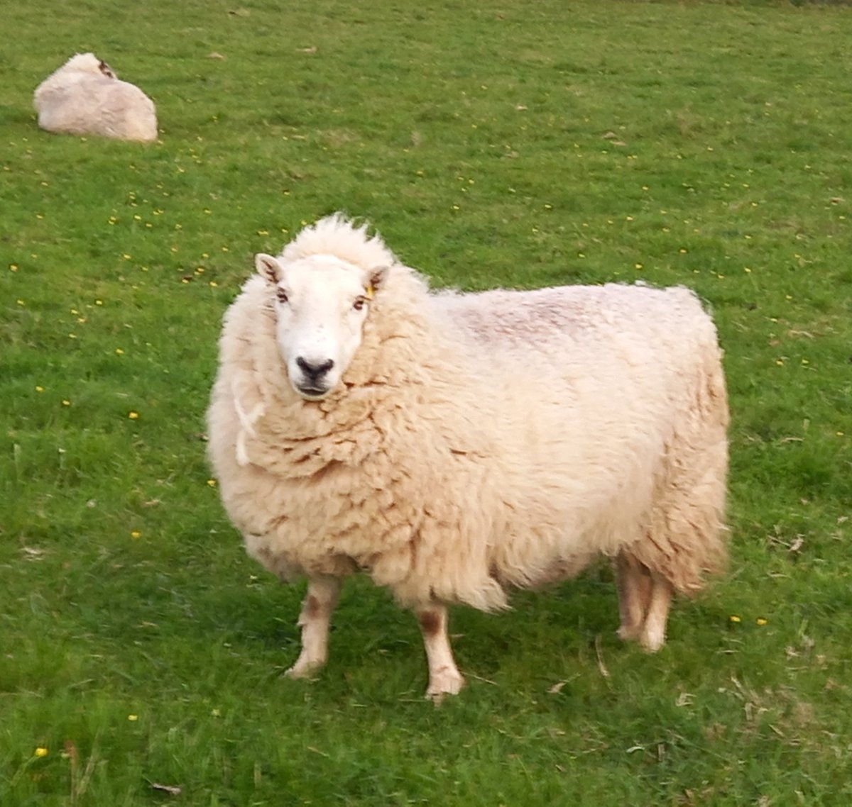 A sheep a day in May 

😍Samantha😍

#animalsanctuary #sheep365 #sheep #welshsheep #nonprofit #amazonwishlist #foreverhome #animallovers #sheeple #sponsorasheep

woollypatchworkshe.wixsite.com/website