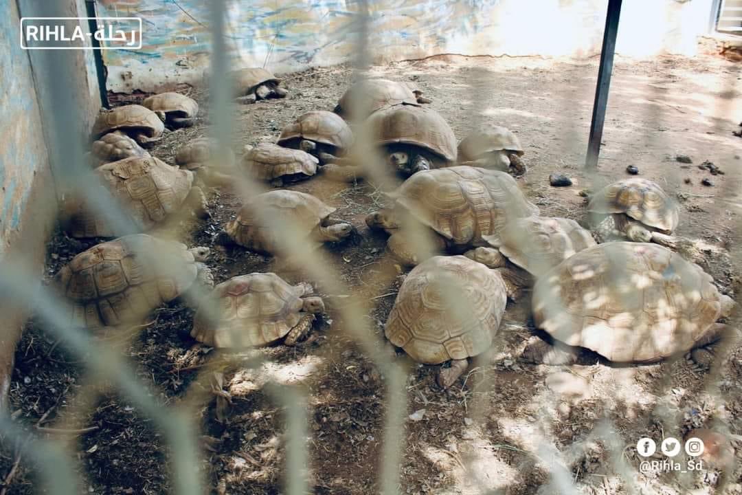 وداعا متحف التاريخ الطبيعي
 الحيوانات البرية الحية بمتحف التاريخ الطبيعي ماتت موتا بطيئا جوعا وعطشا واخر إمداد وعناية بها كان يوم الجمعة قبل السبت بداية الحرب مباشرة ترجينا كل من يمكن أن يصل للمتحف َبرغم كل النيات الطيبة والوعود بعمل شي لم يستطع احد الوصول للمتحف خشية على حياتهم