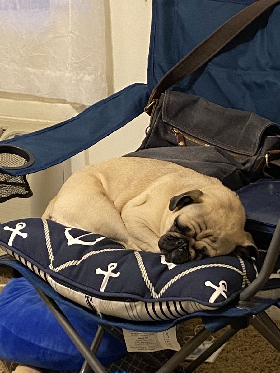 EmmaProbst42's tweet photo. @Dominic__Noble This is my pug Mobes, she is such a sweetheart! https://t.co/SJASuSQXcI