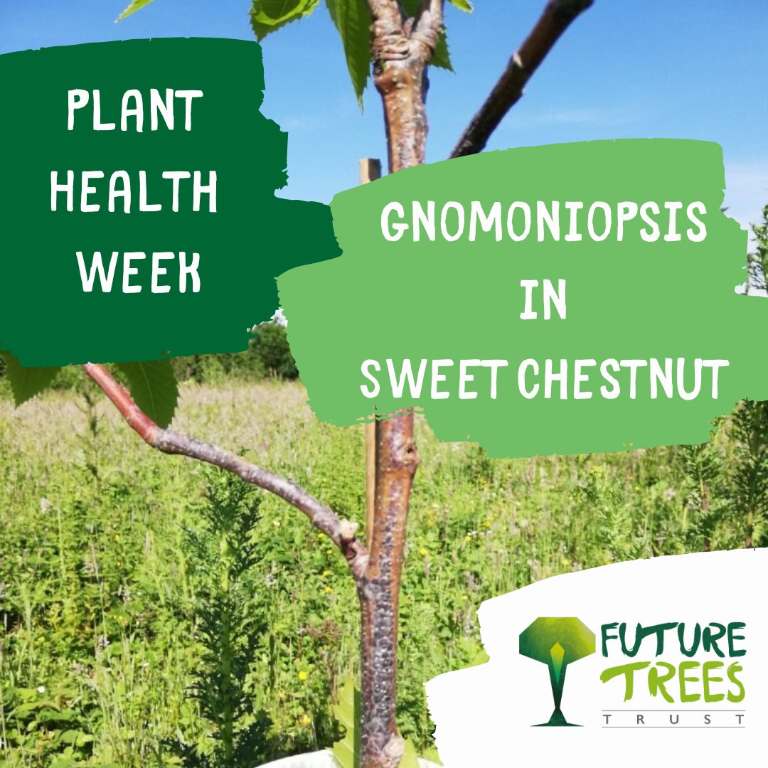FutureTreesUK's tweet image. Today is the start of #PlantHealthWeek
After discovering the presence of microorganism; Gnomoniopsis smithogilvyi in sweet chestnut trees, Dr Joe Beesley, our Researcher provides an update:
futuretrees.org/sweet-chestnut…
#chestnut #futureTrees