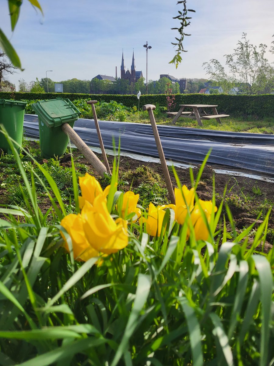 JlpvanRhee's tweet photo. #tulp #moestuinmaesfeld #Baarlo #limburg #hobby https://t.co/hB67zGQAkG