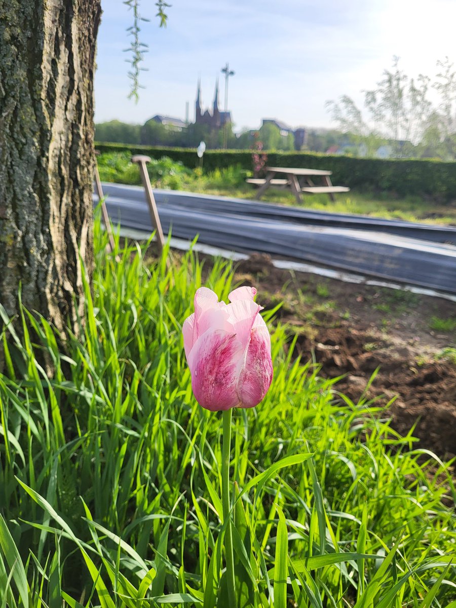 JlpvanRhee's tweet photo. #tulp #moestuinmaesfeld #Baarlo #limburg #hobby https://t.co/hB67zGQAkG