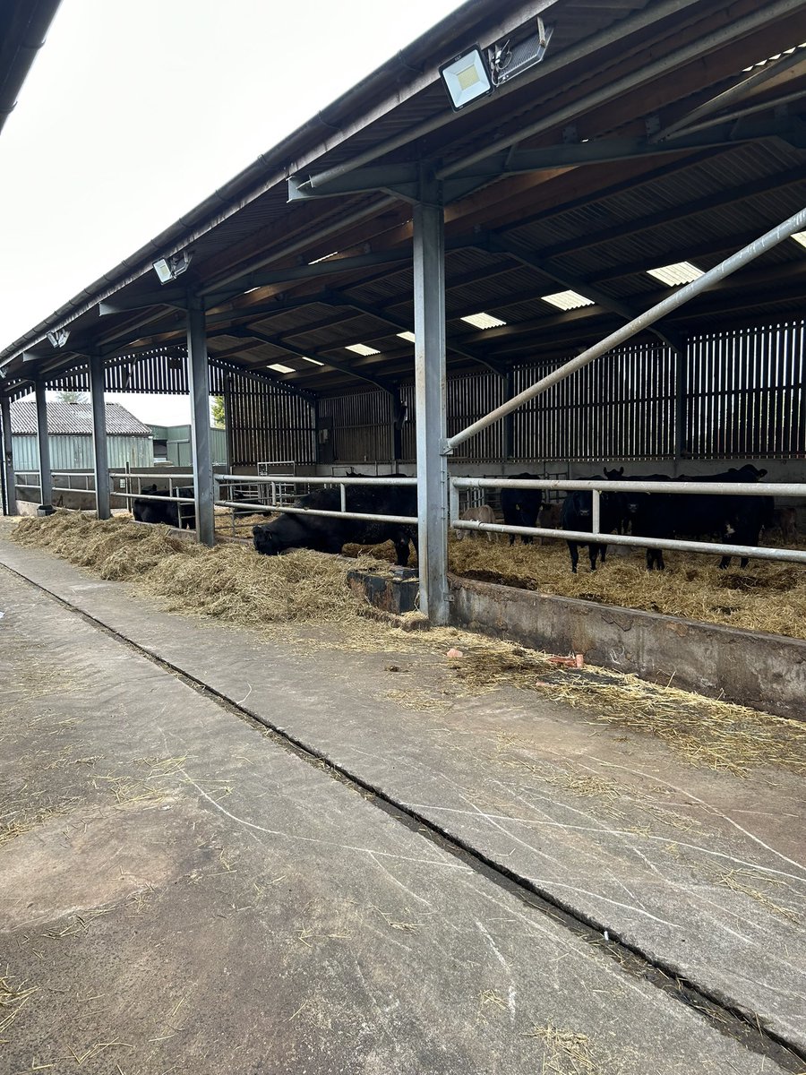 bridgendprimary's tweet photo. A walk to the local farm - we regularly explore this area! However, this week we noticed lots of seasonal changes, some of the calves were out in the field, smaller calves were in the shed, the sheep were out and some of the crop was very tall and yellow! ❤️#4weeksdifference https://t.co/HzYPB9bzIP