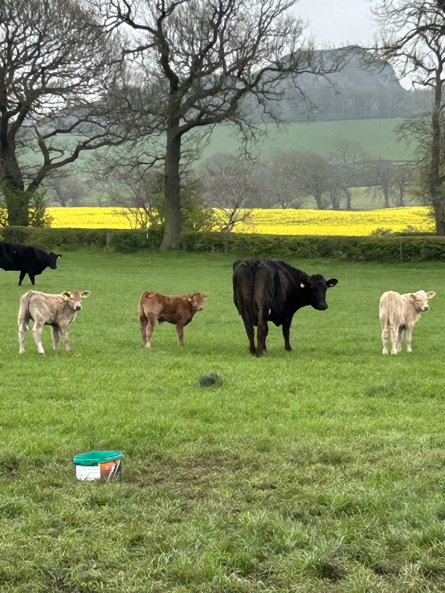 bridgendprimary's tweet photo. A walk to the local farm - we regularly explore this area! However, this week we noticed lots of seasonal changes, some of the calves were out in the field, smaller calves were in the shed, the sheep were out and some of the crop was very tall and yellow! ❤️#4weeksdifference https://t.co/HzYPB9bzIP