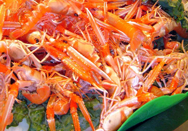 Un estudi de l'<a href="/ICMCSIC/">ICM-CSIC</a> constata com la reserva marina a Roses i Palamós ha permès recuperar la població d’escamarlà “en temps rècord”: revistabaixemporda.cat/un-estudi-cons…