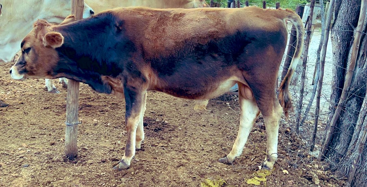 Good morning North West 

We have 2-4 month old pure Jersey bulls for P1200 each and a 16 month old pure Jersey bull for P8000 negotiable. 
Call on 74869485 for more info.