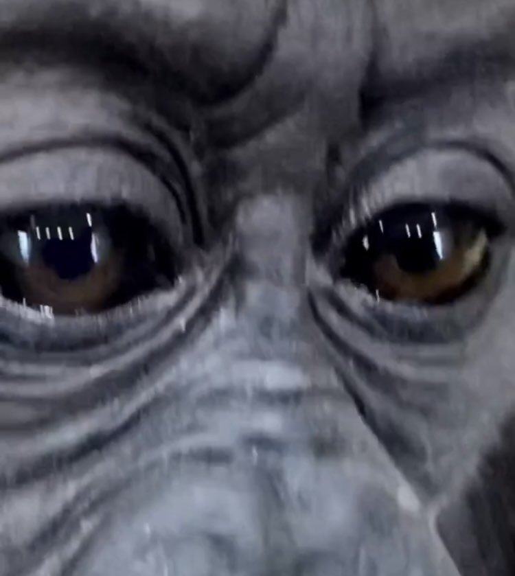 belikegorilla's tweet photo. o kaye. i dide it. i lurnd how toe tayke a self e. i tooke thre. https://t.co/08iGbX7clr